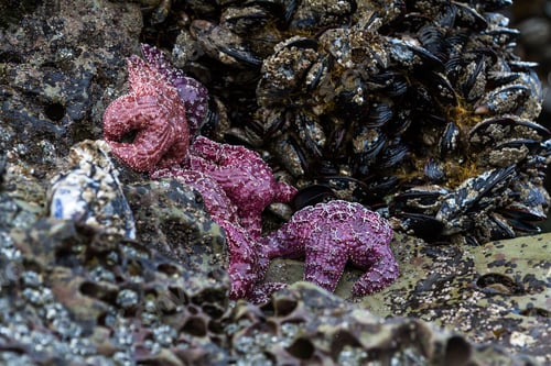 Preview: Close Up Of A Cluster Of Purple Ochre Sea Stars Clinging To A Rock In The Southern Oregon Coast