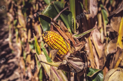 Preview: Corn Field (Patch)