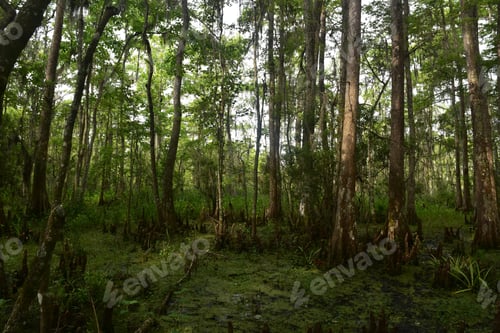 Preview: Bayou With Trees And Spanish Moss In Louisiana.