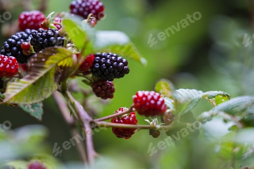 Preview: Close Up Of A Bunch Of Berries In The Rainforest Of Costa Rica