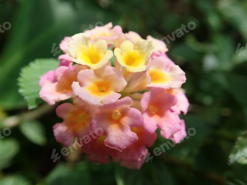 Visualização: Flor de pétalas rosa