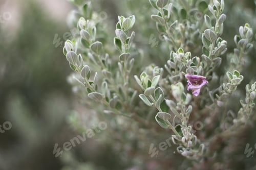 Preview: A Barometerbush Plant With Purple Flowers 0827