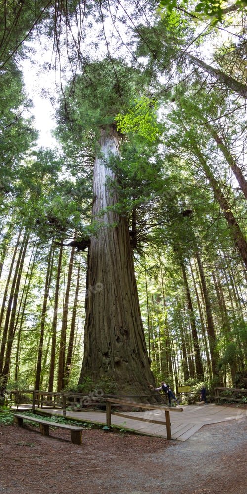 Preview: Fisheye View Of A Giant Tree In The California Coast With A Woman At The Base To Show Just How Big