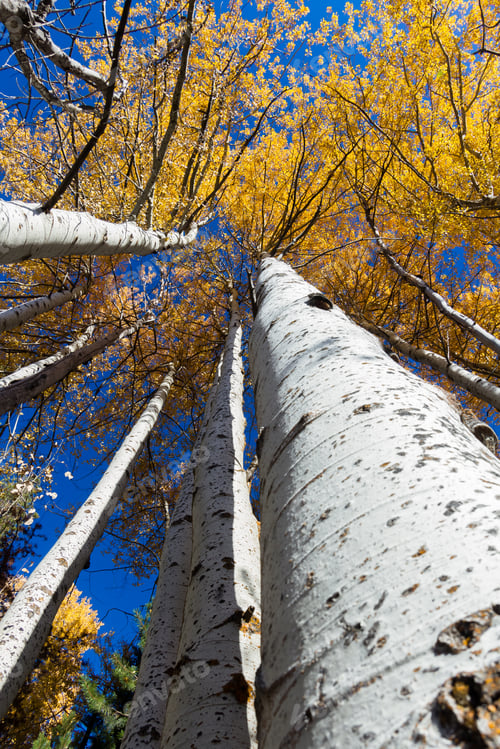 Preview: Colorful Birch Trees With Golden Yellow Leaves Late October With A Hint Of Blue Sky In The