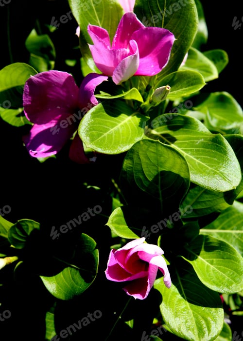 Preview: Vinca Plants With Purple And White Flowers 9880