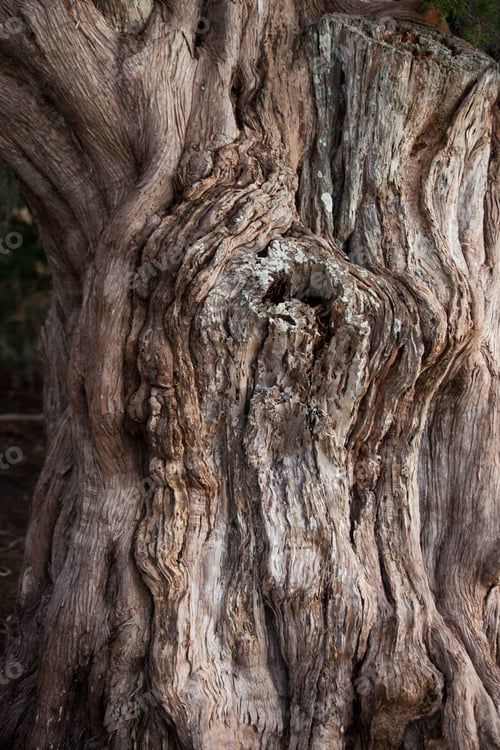 Preview: Bark Tree Texture For Background