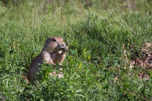 Preview: Close Up Of A Black Tailed Prairie Dog In The Grass Lands Of Wyoming