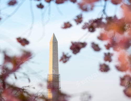 Preview: Washington Monument By Tidal Basin And Surrounded By Pink Japanese Cherry Blossoms. Scaffolding On