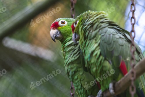 Preview: Loving Pair Of Parakeets In A Cage For Rehabilitation And Research In Costa Rica