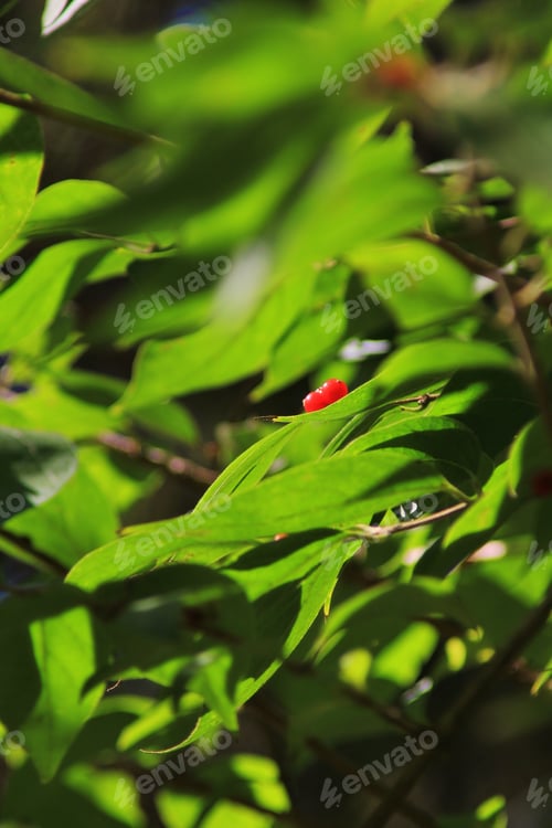Preview: Colors In Nature - Red Berry Background - Vivid Beauty Of Simplicity