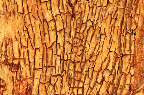 Preview: Yellow Bark Background And Natural Textured Beauty From The Wilds - Contours, Lines And Contrasts