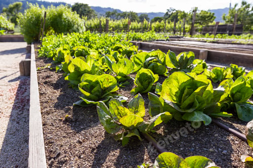 Preview: Growing Lettuce In California Using Raised Garden Beds