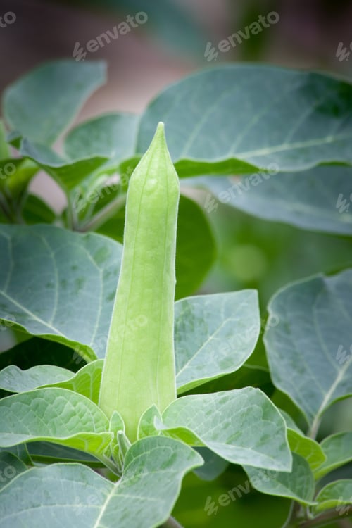 Preview: Insulting Green Plant In The Daylight