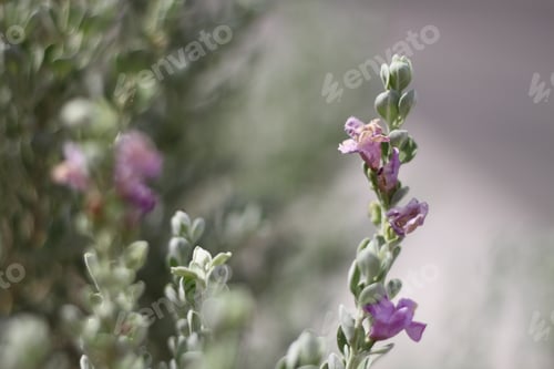 Preview: A Barometerbush Plant With Purple Flowers 0711