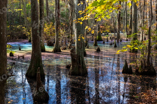 Preview: Rainbow Sheen In A Cypress Swamp As A Result Of Decomposing Leaves Releasing Tannins