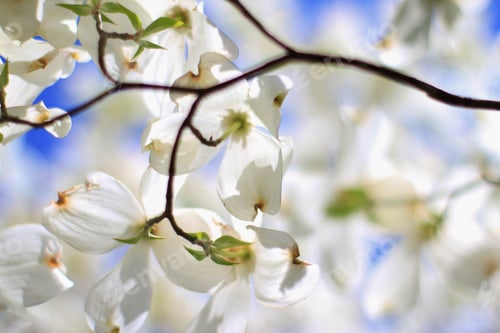 Preview: Dogwood Blossoms - Colors In Nature Background - Essence Of Purity