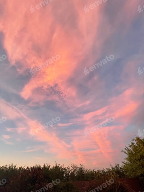 Preview: Lush Vegetation Reaches Towards Skies Painted Bright Colors By Twilight 0113