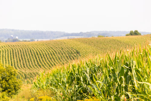 Preview: Rows Of Corn In A Field Of Rolling Hills Rural Agricultural Landscape