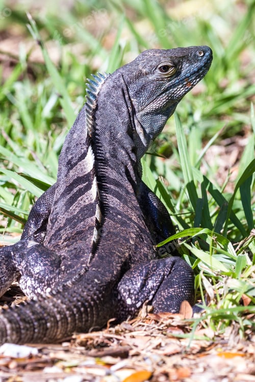 Preview: Tropical Scene With A Spiny Tailed Iguana Crawling On The Ground