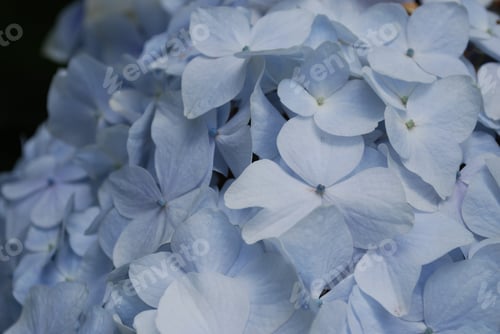 Vorschau: Blühende hellblaue Hortensienblüten in voller Blüte.