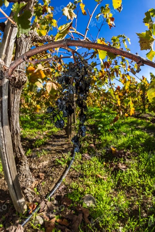 Preview: Beautiful Autumn Scene With Grape Leaves Changing Colors On The Vines In November