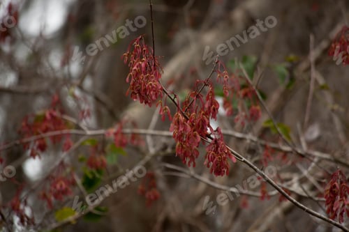 Preview: Red Maple Tree Outdoors