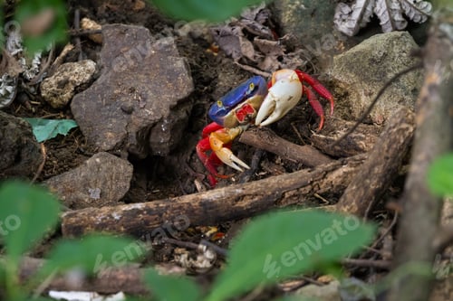 Preview: Colorful Crab In The Rainforest Floor With Blues And Orange Contrasting With The Dark Soil