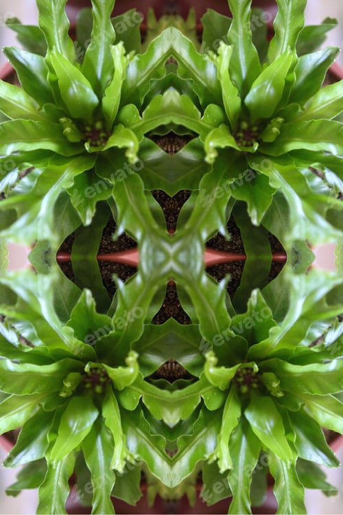 Vista previa: A Crissie Birds Nest Fern Plant Abstract With Crinkly Green Leaves 0306