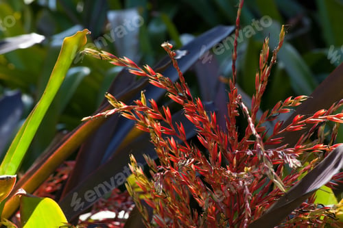 Preview: Lovely Red Flowers In The Sunshine