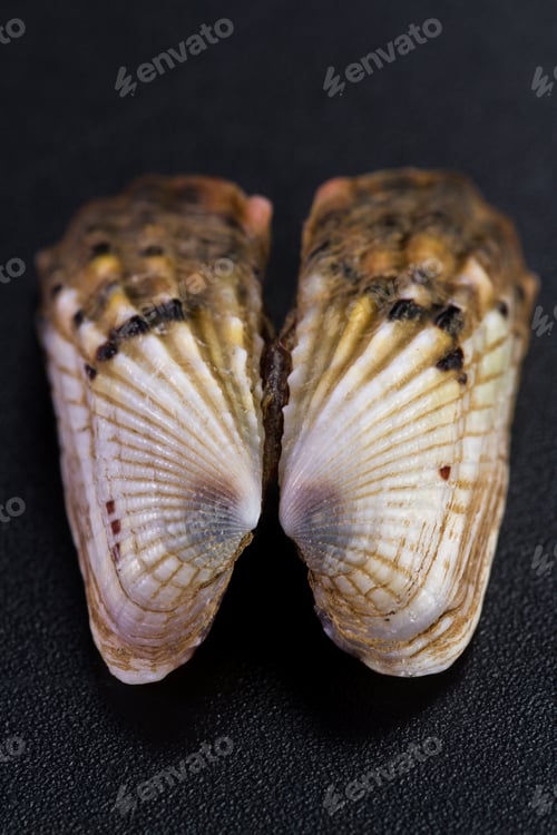 Preview: Colorful Beautiful Sea Shell With Amazing Layers And Details On A Black Background