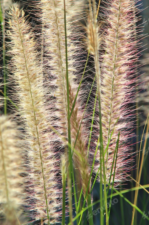 Preview: Grass Background - Natural Textures And Colors From Nature