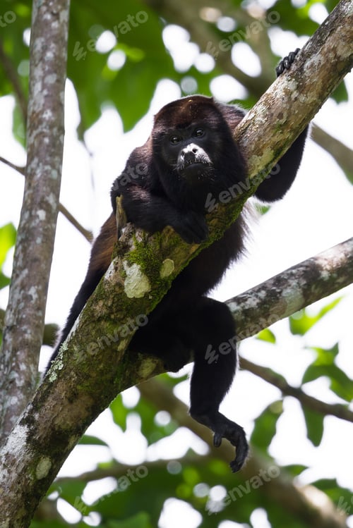 Preview: Close Up Of A Howler Monkey Up A Tree In The Rainforest Of Costa Rica