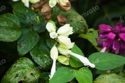 Preview: White Flowers Outdoors In A Garden