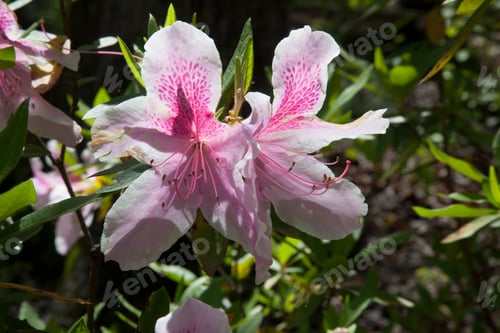 Preview: Rhododendron Flowers Outside
