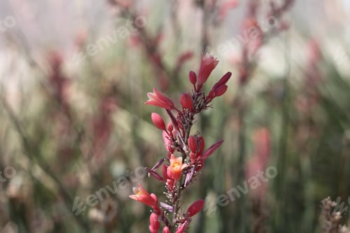 Preview: A Red Yucca Plant With Small Flowers 7996