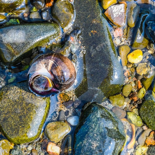 Preview: A Close Up Of A Periwinkle Shell Lying On A Wet Rocky Beach In Maine