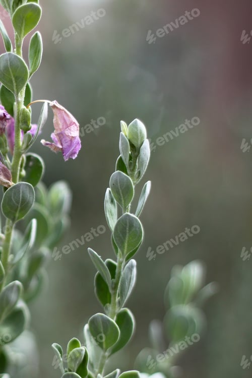 Preview: A Leucophyllum Fructescens Cenizo Plant With Purple Flowers 0660
