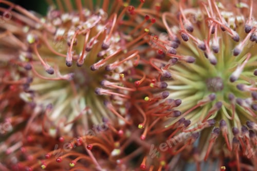 Preview: A Cluster Of Scarlet Ribbon Nodding Pincushion Flowers 7468