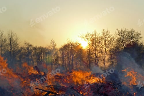 Preview: Fire In Front Of A Row Of Trees At Sunset