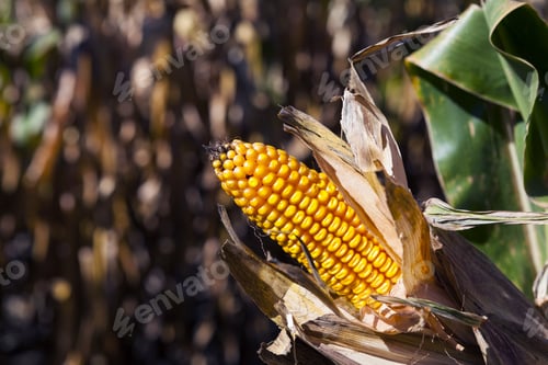 Preview: Corn Field