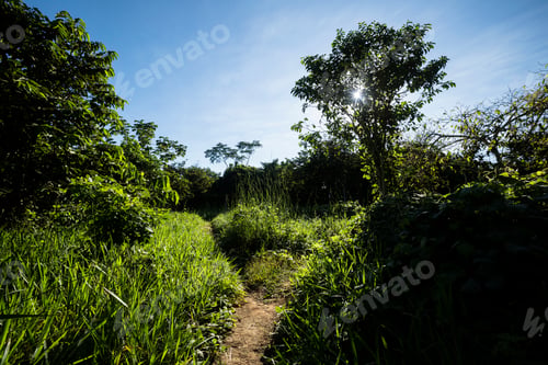 Preview: Image Of Peruvian Rain Forest. Tropical Vegetation In Amazon Jungle. Sunny Day.