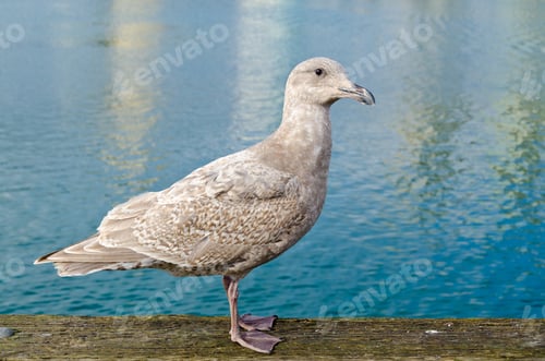 Preview: Sea Gull Gracefully Poses For A Photo In Downtown Of Vancouver, Canada.