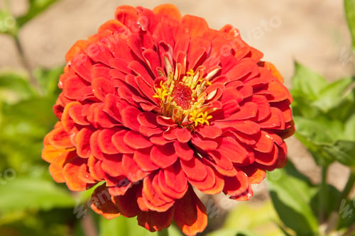 Preview: Orange Flower With Yellow Center