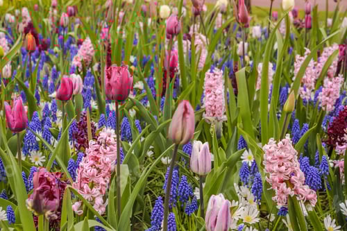 Preview: Netherlands Amsterdam Keukenhof Park Flowers Fields Tulips Colorful