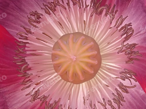 Preview: Red Poppy Close Up Of The Center