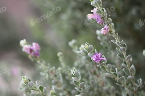 Preview: A Barometerbush Plant With Purple Flowers 0719