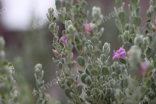 Preview: A Leucophyllum Fructescens Cenizo Plant With Purple Flowers 0850