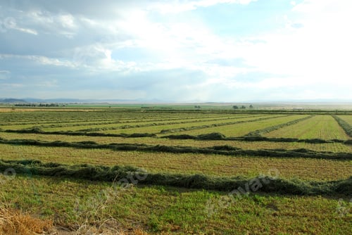 Preview: Fields Of Cut Hay Waiting To Be Baled Reaching Out Into The Horizon. Scenic American Farmlands.