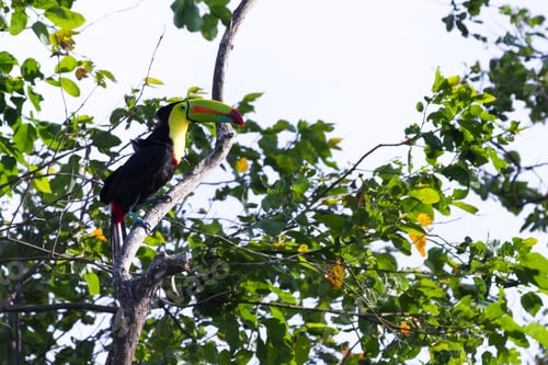 Preview: Keel Billed Tucan, A Beautiful Bird With Vivid Colors Perched On A Tree In The Rainforest Of Costa