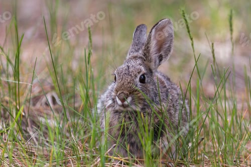 Preview: Close Up Of A Wild Bunny Early Spring In The Nevada Mountains